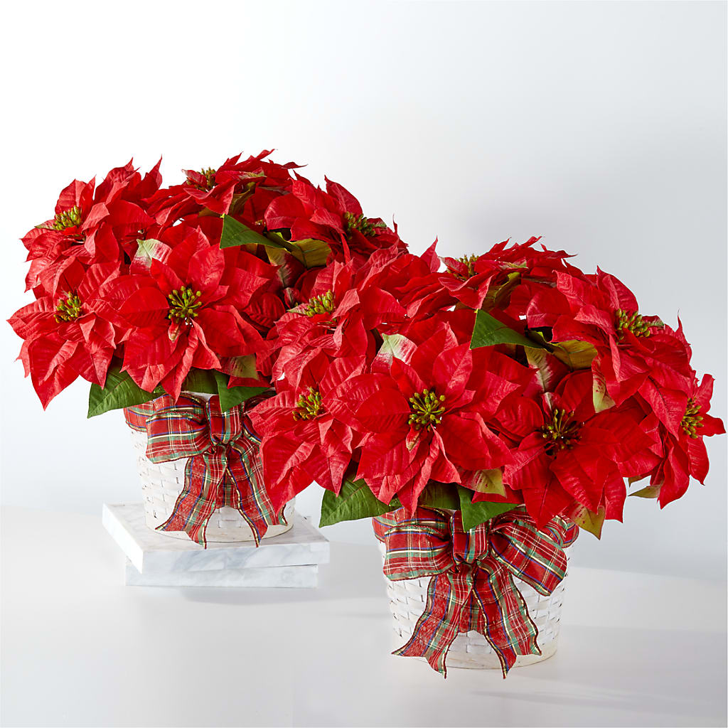 Happiest Holidays Poinsettia Bundle – United Market Street, Lubbock TX