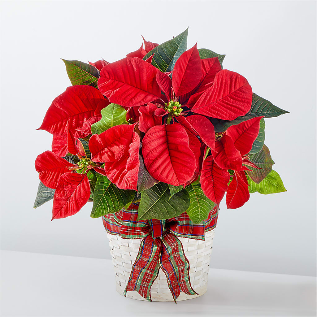 Happiest Holidays Poinsettia – United Market Street, Lubbock TX
