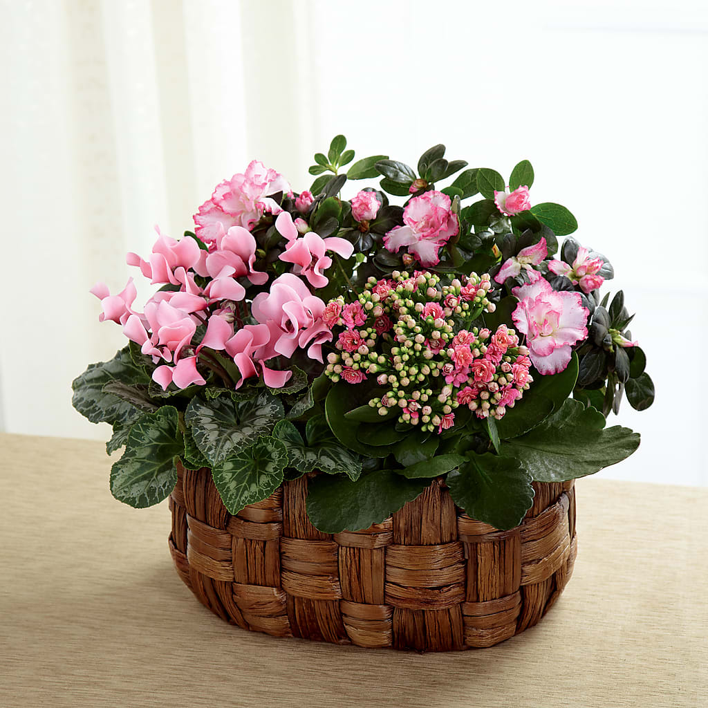 Pink Assortment – United Market Street, Lubbock TX