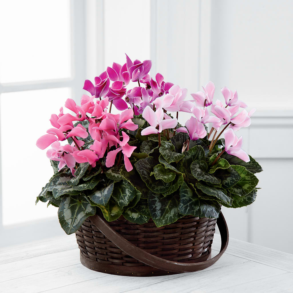 Mixed Cyclamen Planter – United Market Street, Lubbock TX
