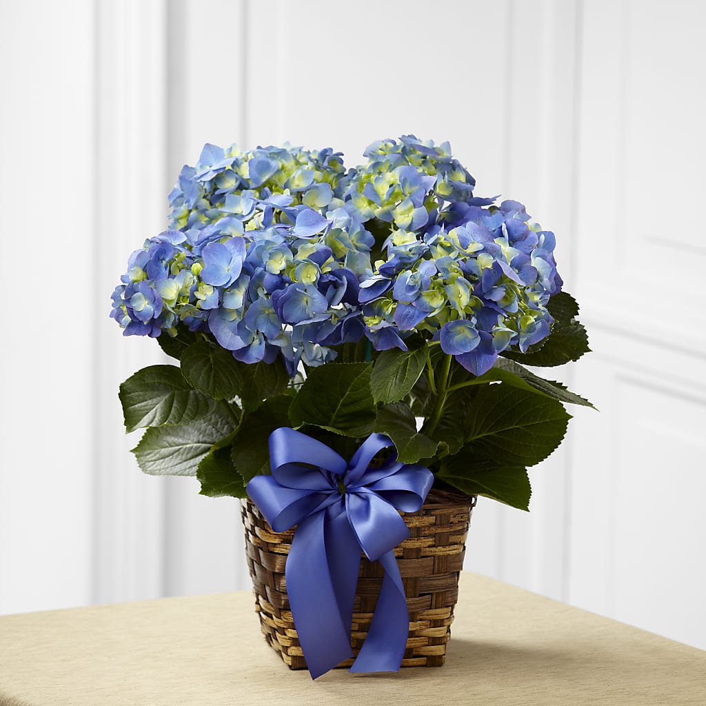 Blue Hydrangea Planter – United Market Street, Lubbock TX