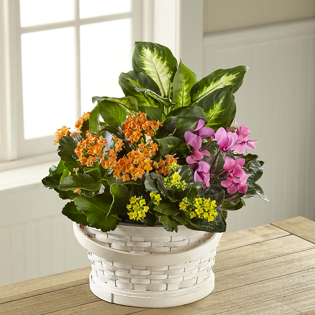 Color Crush Dishgarden – United Market Street, Lubbock TX