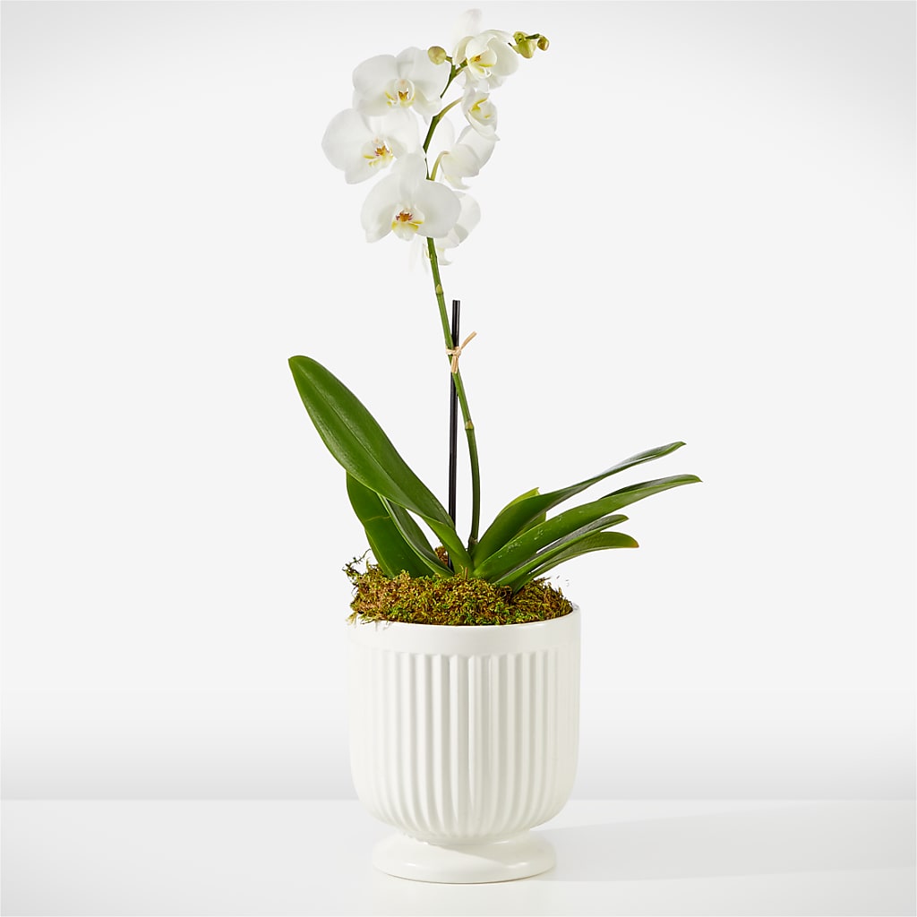 Whispering White Orchid – United Market Street, Lubbock TX