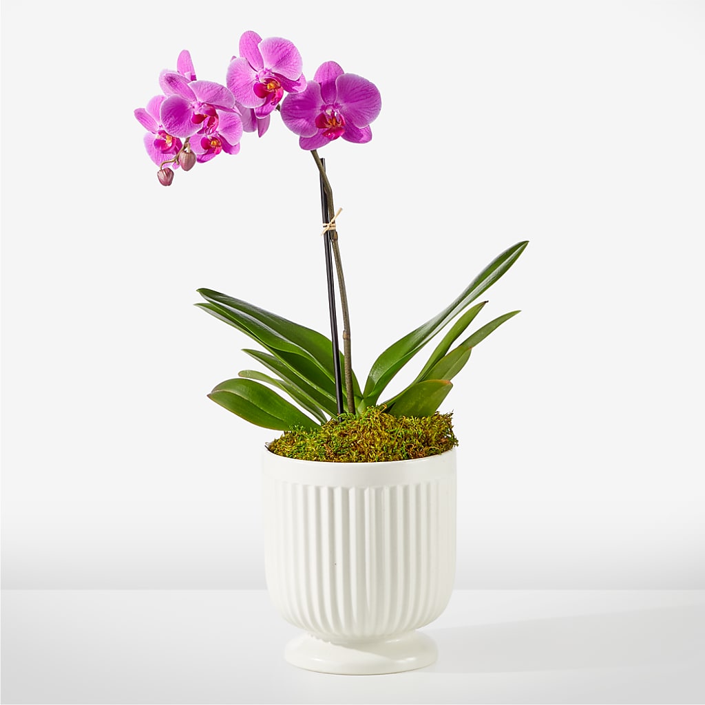 Friendly Fuchsia Orchid – United Market Street, Lubbock TX