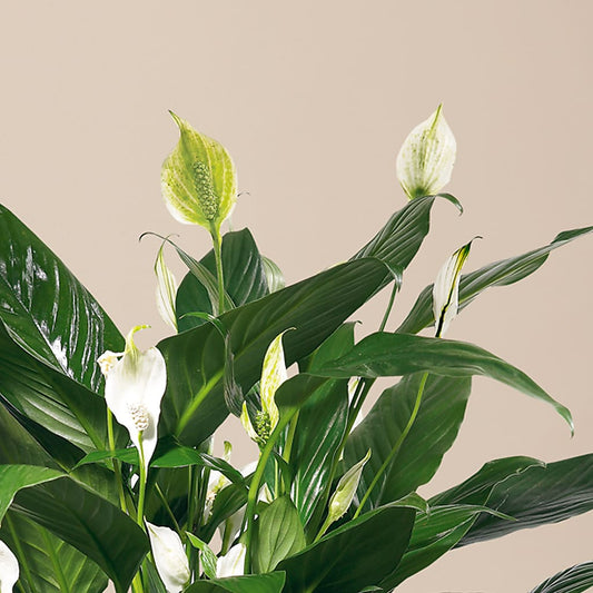 Comfort Planter – United Market Street, Lubbock TX