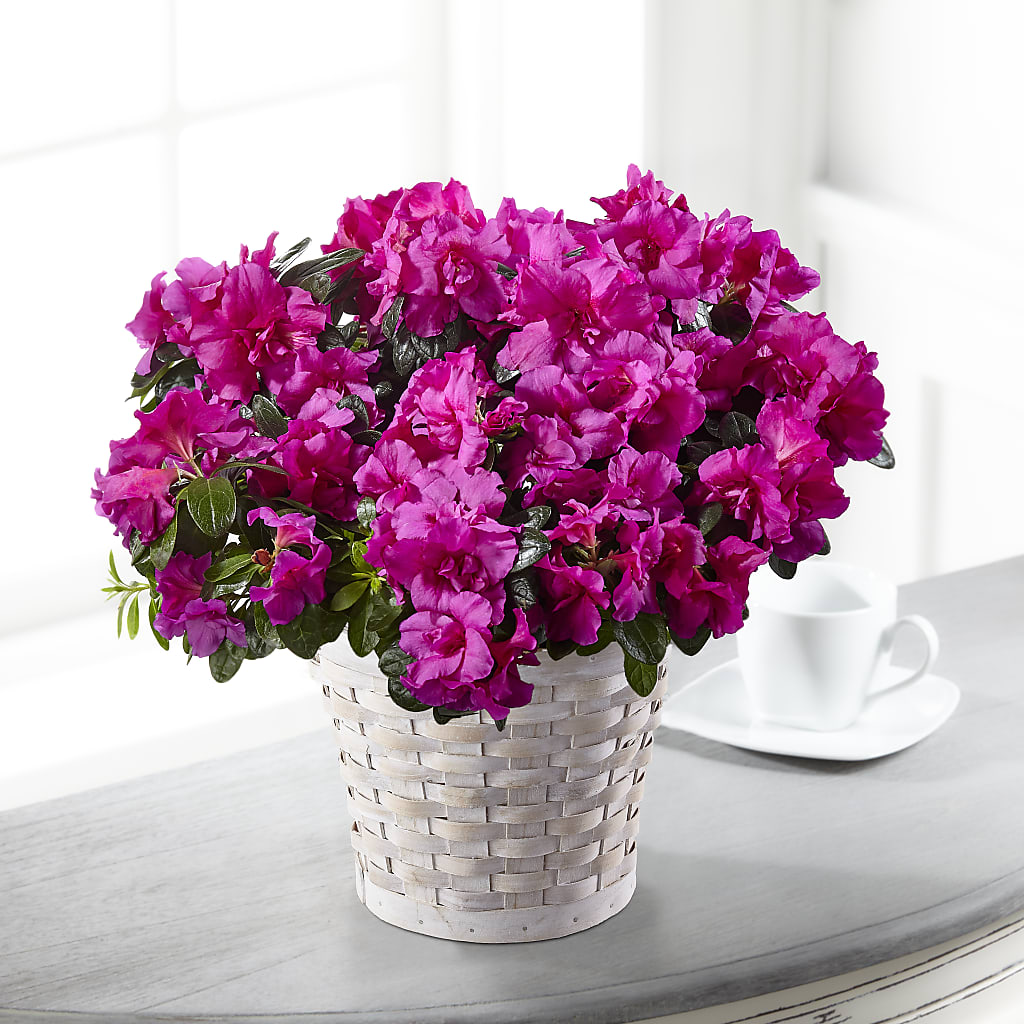 Hope & Serenity Azalea Plant – United Market Street, Lubbock TX