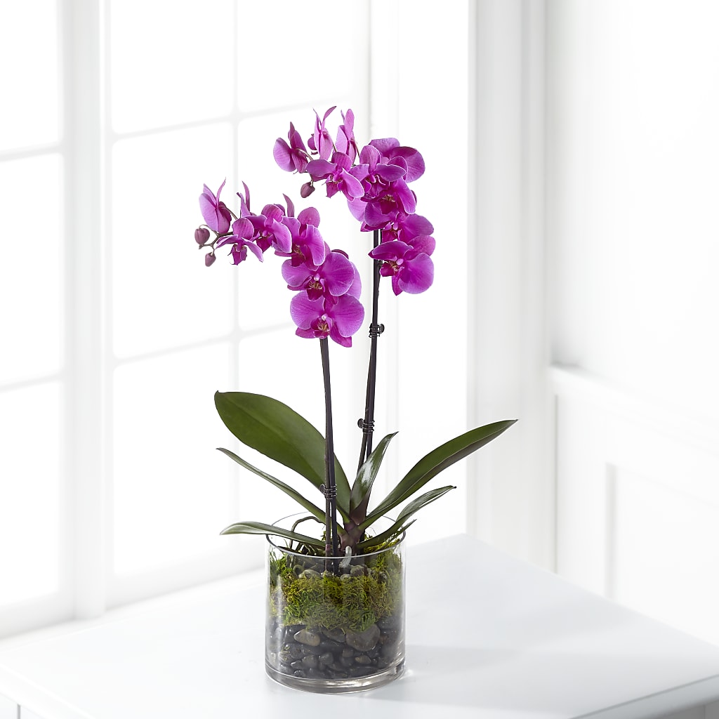 Pink Orchid Plant – United Market Street, Lubbock TX