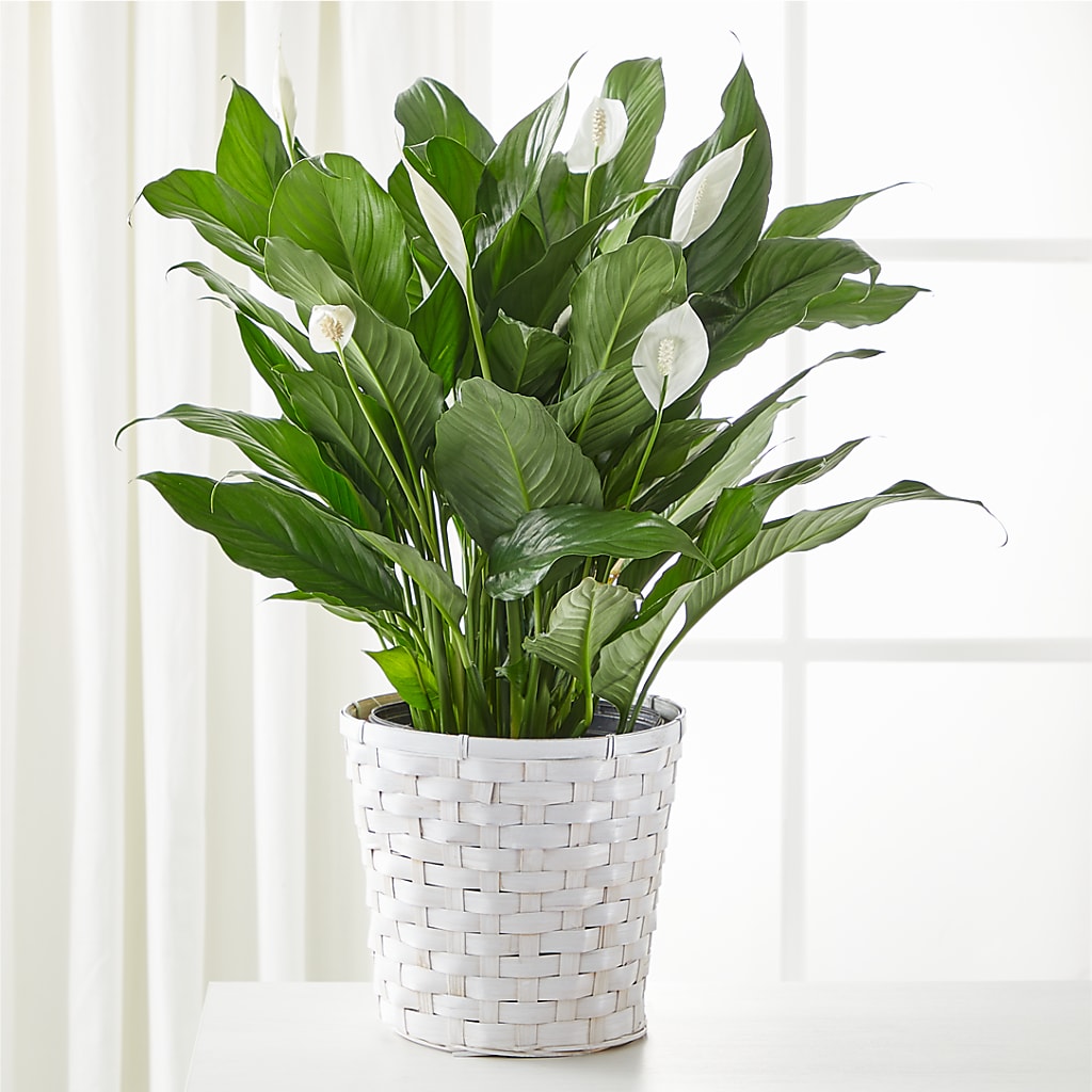 A New Leaf Peace Lily – United Market Street, Lubbock TX