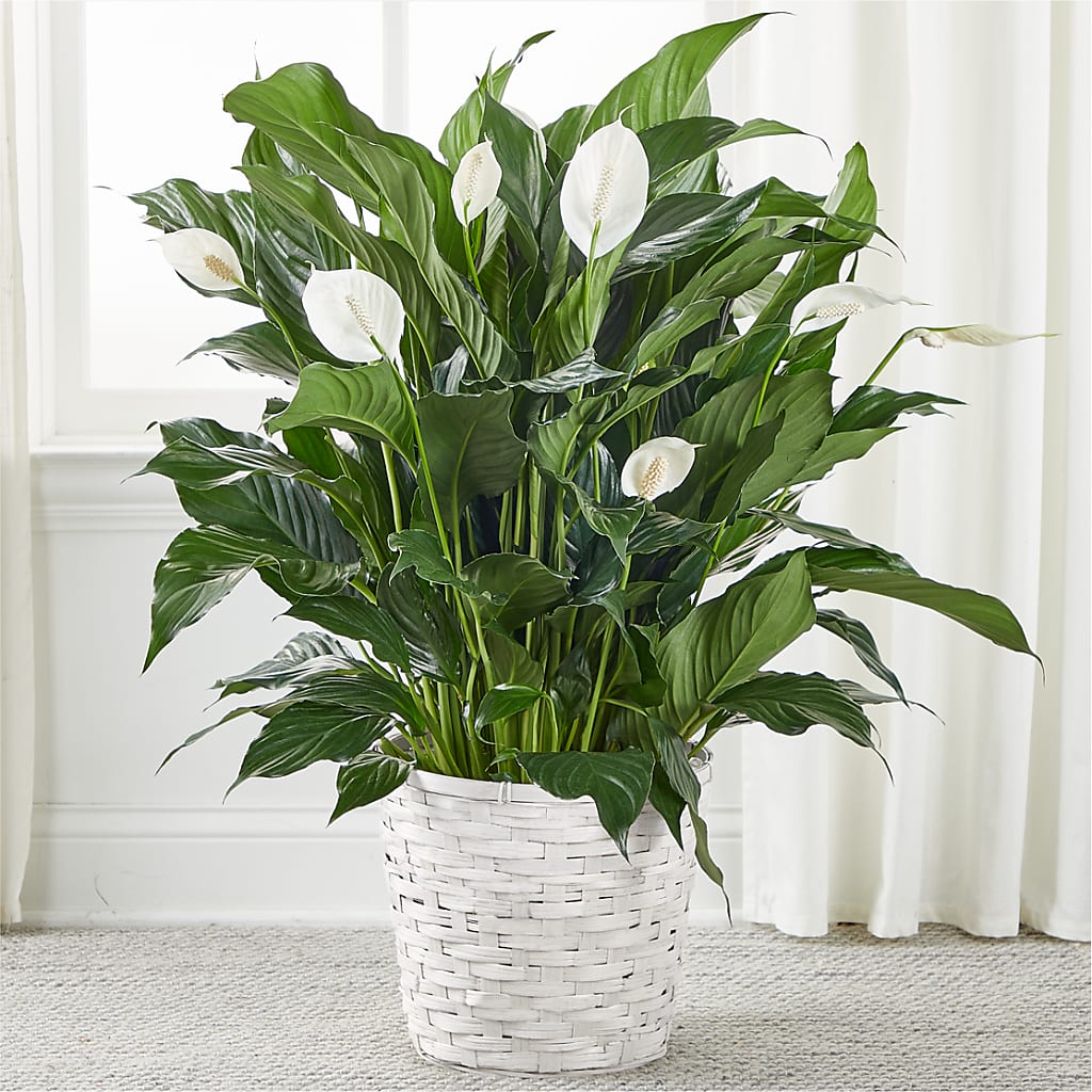 A New Leaf Peace Lily – United Market Street, Lubbock TX