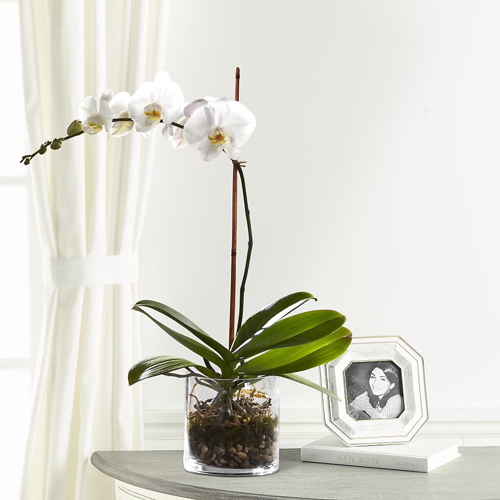 White Orchid Planter – United Market Street, Lubbock TX