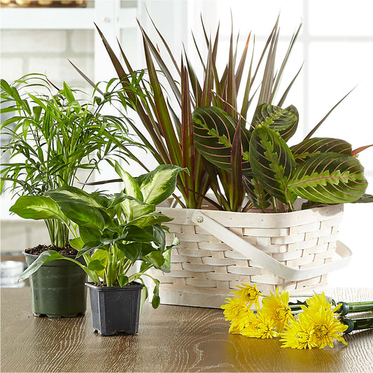 Florist Designed Blooming and Green Plants in a Basket –  United Market Street, Lubbock TX