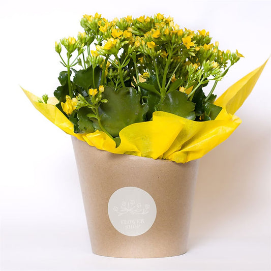 Blooming Kalanchoe Yellow