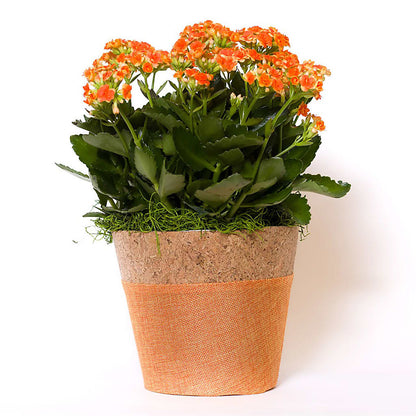 Blooming Kalanchoe Orange –  United Market Street, Lubbock TX
