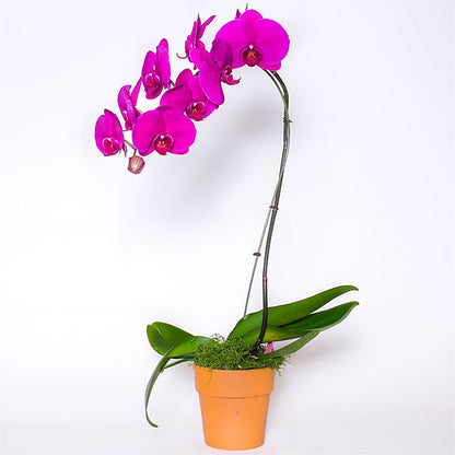 Single Colored Orchid in Pot –  United Market Street, Lubbock TX