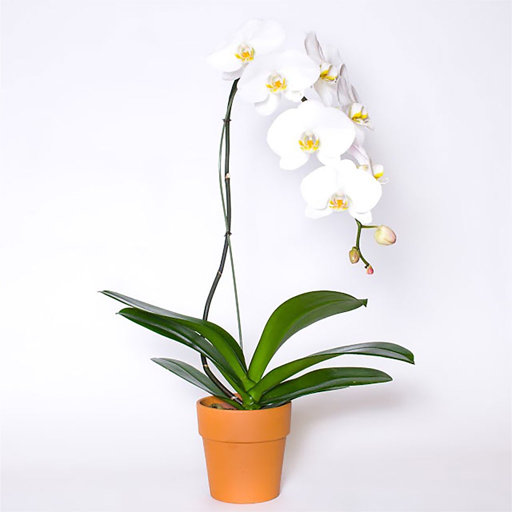 Single White Orchid in Pot