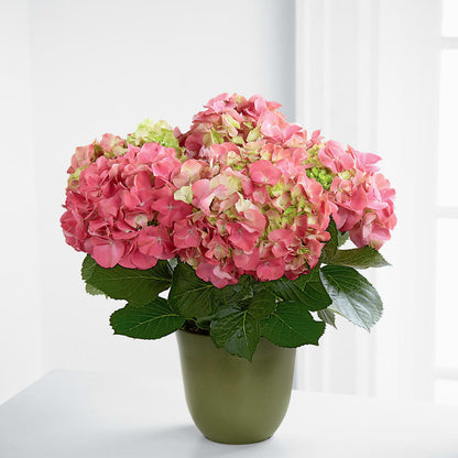 Pink Hydrangea Planter –  United Market Street, Lubbock TX