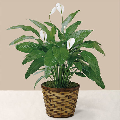 Tranquil Moments Peace Lily Plant –  United Market Street, Lubbock TX