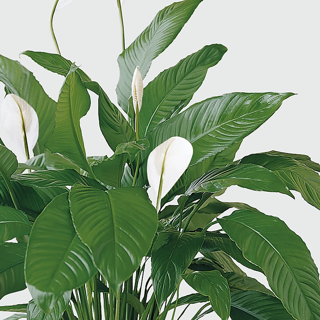 Tranquil Moments Peace Lily Plant –  United Market Street, Lubbock TX