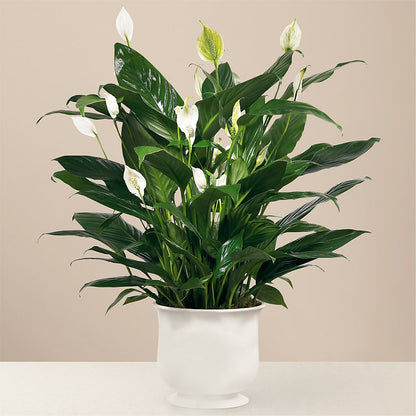 Comfort Planter –  United Market Street, Lubbock TX
