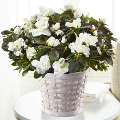 White Azalea Plant –  United Market Street, Lubbock TX
