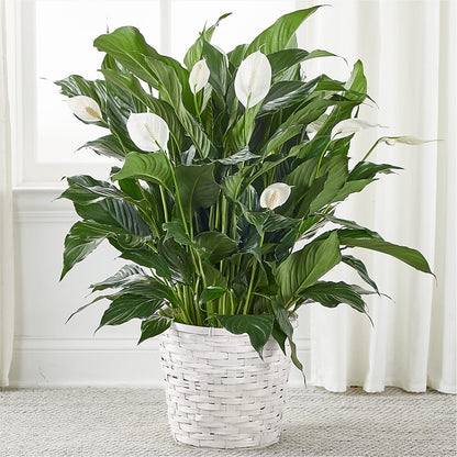 A New Leaf Peace Lily –  United Market Street, Lubbock TX
