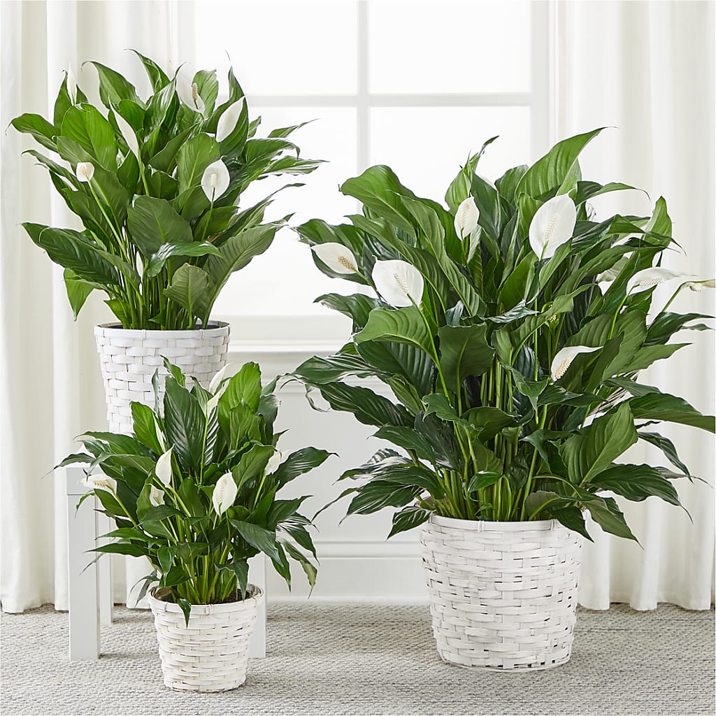 A New Leaf Peace Lily –  United Market Street, Lubbock TX