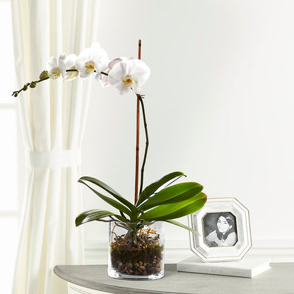 White Orchid Planter –  United Market Street, Lubbock TX