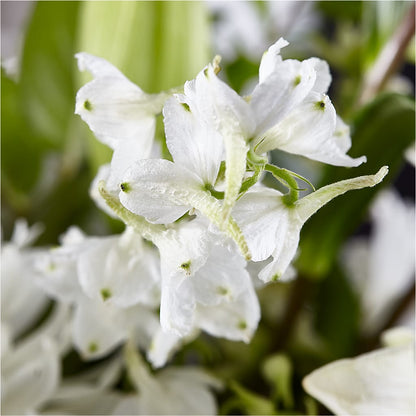 Classic Ivory – A Florist Original –  United Market Street, Lubbock TX